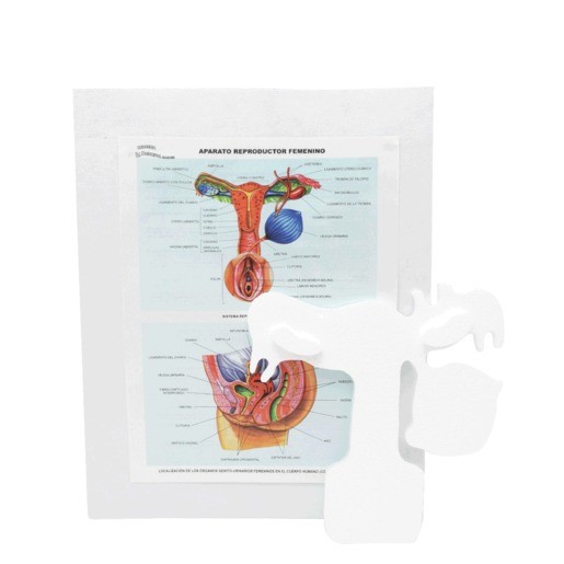 MAQUETA INST REPRODUCTOR FEMENINO